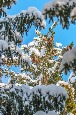 Güneşin kapalı iğne yapraklılar kar