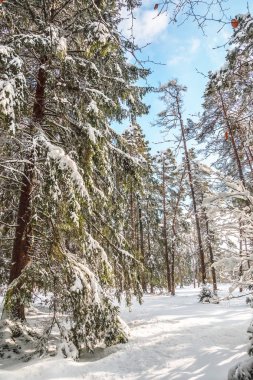 Güneşin kapalı iğne yapraklılar kar