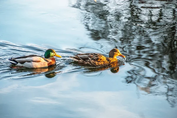 Pato pareja nadando en el río isar en invierno — Foto de Stock