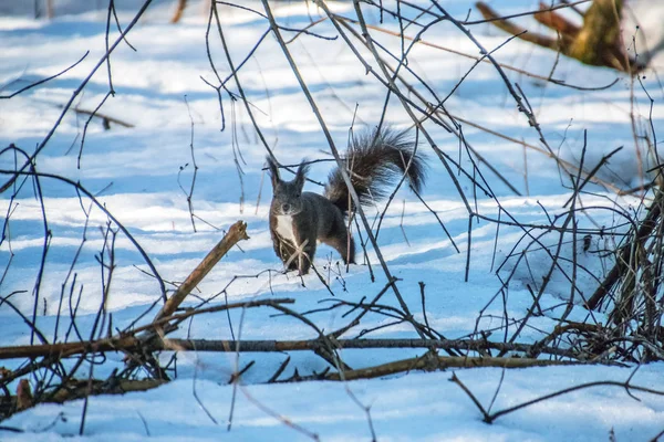 Eurasiatico rosso scoiattolo a piedi nella neve — Foto Stock
