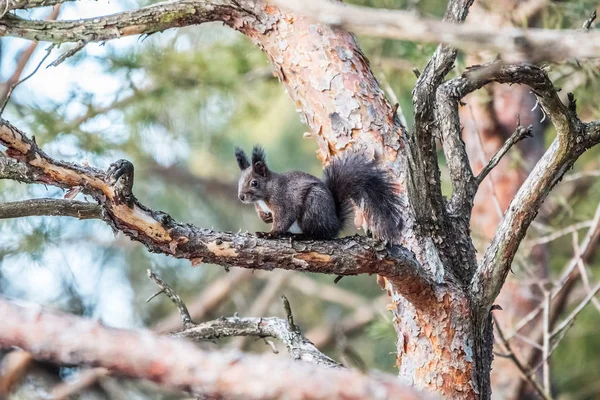 Eurasian red squirrel walking in the snow — Stock Photo, Image