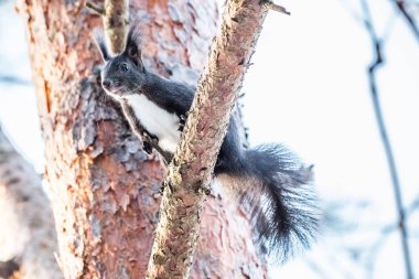 Avrasya sincap karda yürüme