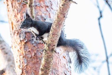 Avrasya sincap karda yürüme
