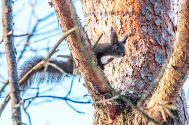 Avrasya sincap karda yürüme