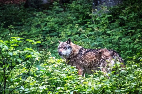 Wilk Szary stojący na trawie — Zdjęcie stockowe