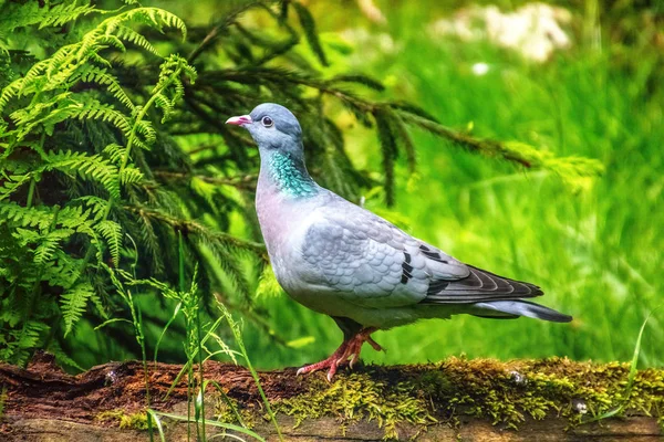 Pomba de estoque que anda em um ramo — Fotografia de Stock