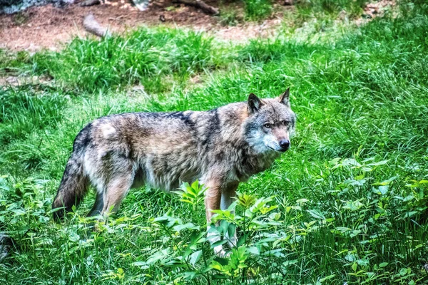 gray wolf standing on the grass