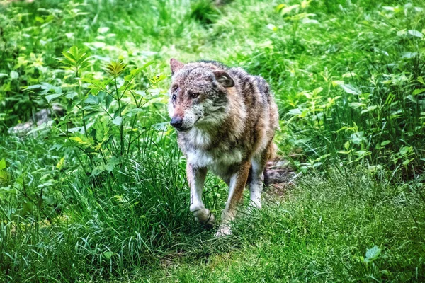 Lobo gris caminando sobre hierba —  Fotos de Stock