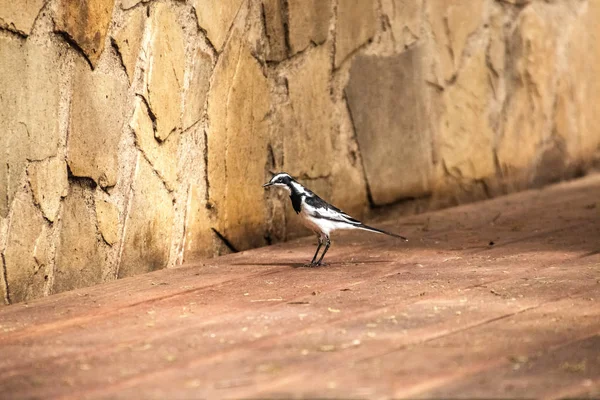 Africano Pied Wagtail em pé no chão — Fotografia de Stock