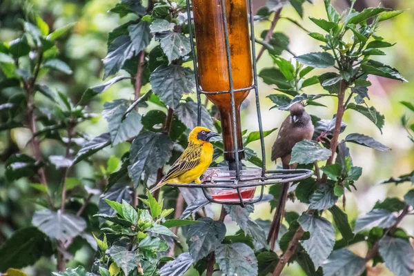 Baglafecht tecelão e mousebird salpicado sentado no banho de pássaro — Fotografia de Stock