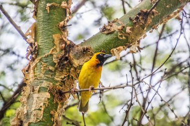 bir dal üzerinde oturan kadın baglafecht weaver