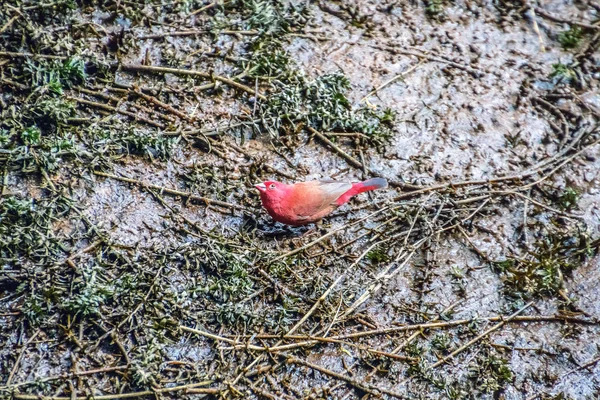 Firefinch vermelho-faturado que está na lama — Fotografia de Stock