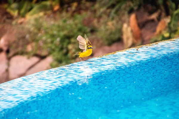 Fêmea tecelã baglafecht sentado na piscina — Fotografia de Stock