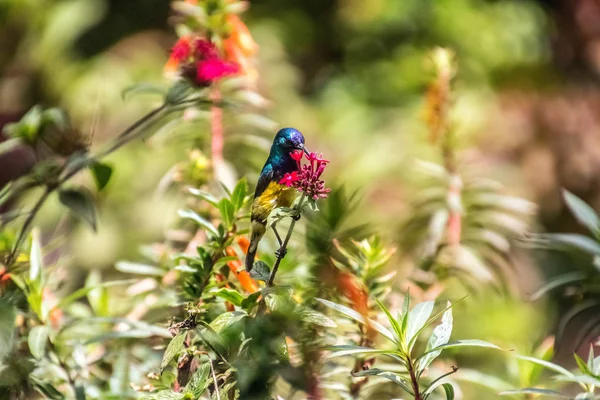 Variable sunbird sitting on a branch of a tree — Stock Photo, Image