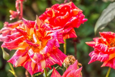 bir bahçe içinde benekli gül