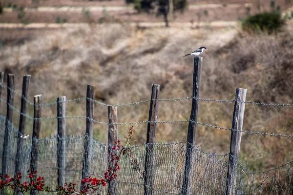 Northern grey-headed sparrow sitting on a fence — Stock Photo, Image