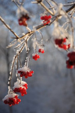 Karla kaplı bir ağaçta dondurulmuş meyveler