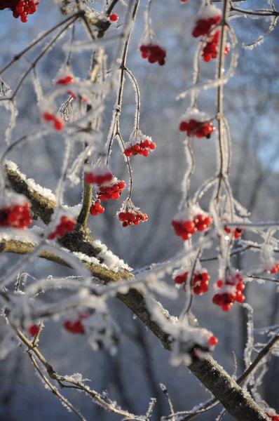 Bagas Vermelhas Congeladas Uma Árvore Coberta Neve — Fotografia de Stock