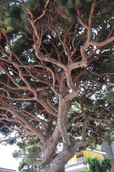 Intertwined branches of a cedar tree