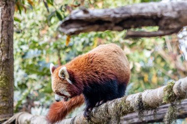 Red panda kaçmaya çalışırken. Güzel bir yaratık, dünya