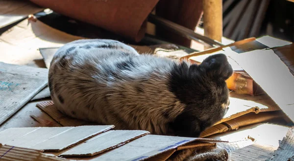 Kočka spí v jeho zabezpečené a teplé místo — Stock fotografie
