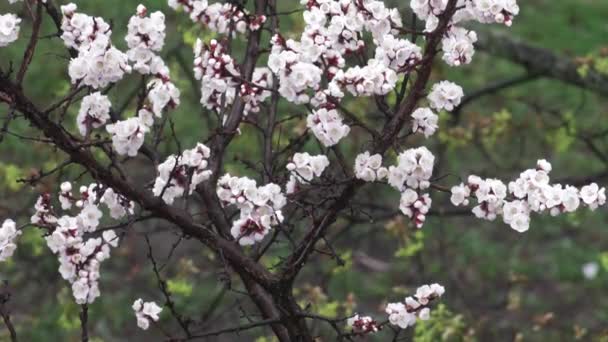 Гілки Дерева Листям Навесні Під Час Весняного Дощу — стокове відео