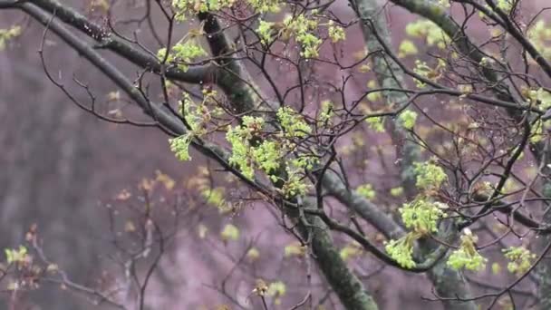 Gałęzie Drzewa Liśćmi Wiosną Podczas Wiosennego Deszczu — Wideo stockowe