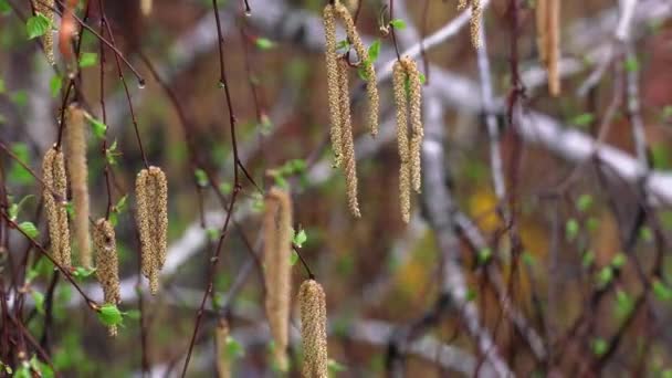 Branches Tree Leaves Spring Spring Rain — Stock Video