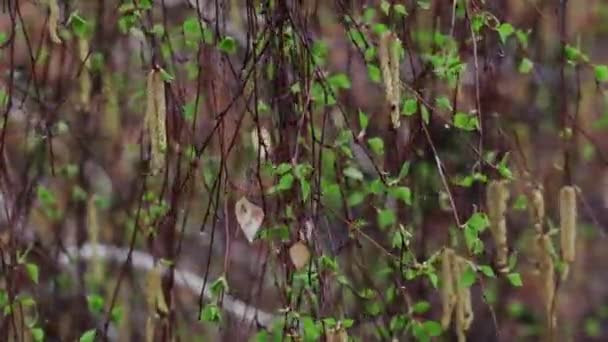 Ramos Uma Árvore Com Folhas Primavera Durante Chuva Primavera — Vídeo de Stock