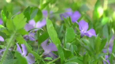 Çiçek ve otlar yakın çekim Orman glade.