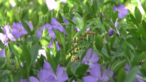 Foresta Radura Fiori Erbe Close — Video Stock