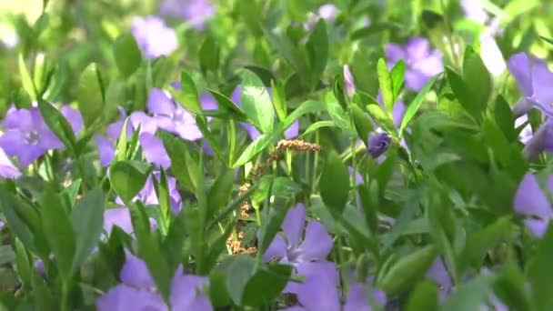 Foresta Radura Fiori Erbe Close — Video Stock