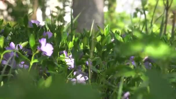 Clareira Florestal Flores Ervas Close — Vídeo de Stock