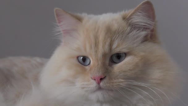 Kedi Yetişkin Cins Neva Masquerade Yakın Çekim — Stok video