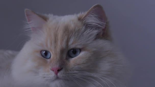 猫成年品种涅瓦化妆机拍摄特写 — 图库视频影像