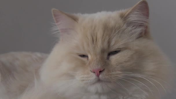 Kedi Yetişkin Cins Neva Masquerade Yakın Çekim — Stok video
