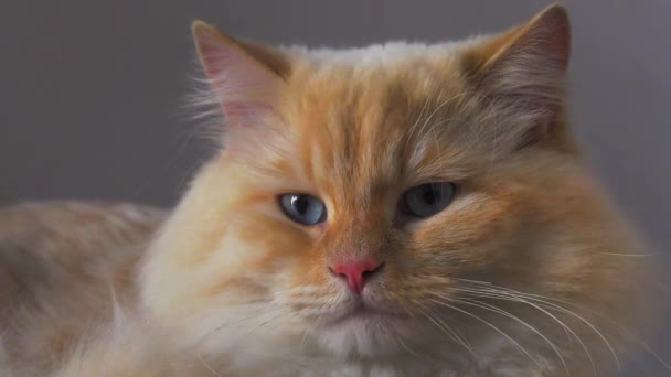 Cat Дорослої Породи Нева Маскараду Постріл Крупним Планом — стокове відео