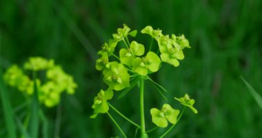 Bahar çayırYeşil alan çim ve çiçekler makro temizlendi