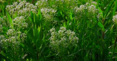 Bahar çayırYeşil alan çim ve çiçekler makro temizlendi
