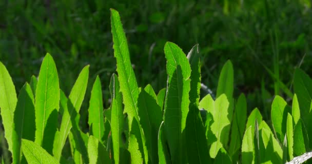 Green Field Grass Flowers Spring Meadow Cleared Macro — Stock Video