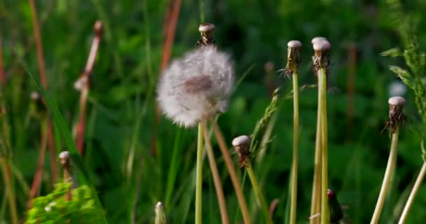 Groene Veld Gras Bloemen Lente Weide Gewist Macro — Stockvideo