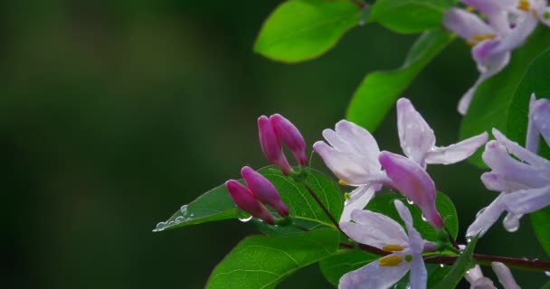 公園のクローズアップショットで晴れた日に露の滴を持つジャスミンの花 — ストック動画