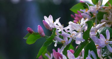 Parkta kapalı çekim güneşli bir günde çiy damlaları ile Yasemin çiçekleri.