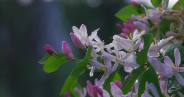 Parkta kapalı çekim güneşli bir günde çiy damlaları ile Yasemin çiçekleri.