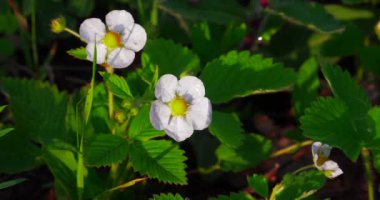 Ormandaki açıklık alanda beyaz çilek çiçekleri..