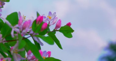 Parkta kapalı çekim güneşli bir günde çiy damlaları ile Yasemin çiçekleri.