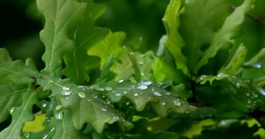 Çiy damlaları ile genç bir meşe ağacının yaprakları makro atış.