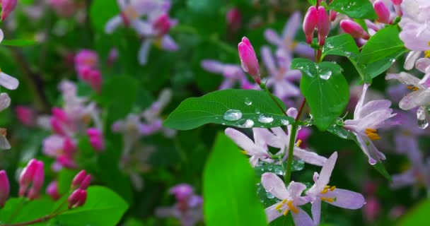 Jasmínovou Květinám Kapkami Rosy Slunečného Dne Parku — Stock video