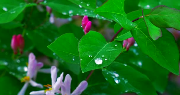 Jasmínovou Květinám Kapkami Rosy Slunečného Dne Parku — Stock video