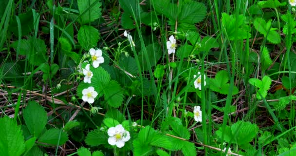 White Flowers Wild Strawberries Forest Glade Close Shot — Stock Video
